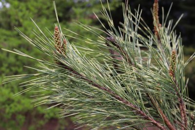 Pinus densiflora 'Oculus draconis' - borovice hustokvětá - jehlice